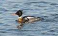 Mergus serrator -New Jersey -USA -winter-8.jpg