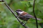 Chestnut-backed Chickadee (14580910575).jpg