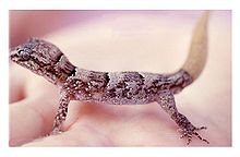 Nactus serpensinsulae IleRonde 860513.jpg