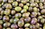 Lamiales - Olea europaea - 9.jpg
