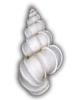 Epitonium-scalare--Trp-6.png