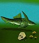 Brindabellaspis stensioi.jpg