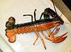 Split Lobster.jpg