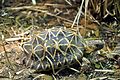 Indian star tortoise - Houston Zoo.jpg