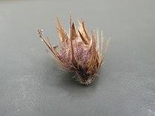 Cenchrus echinatus burr4 (6923220592).jpg