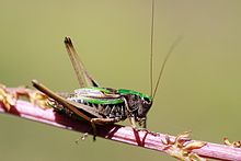 Metrioptera brachyptera male.jpg