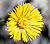 Coltsfoot close-up aka.jpg