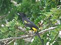 Cuban Oriole .cu (3).jpg