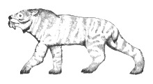 Ennedi tiger.svg