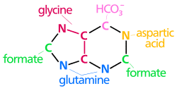 Nucleotide synthesis.svg
