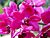 Rhynchostylis gigantea.jpg