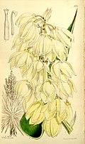 Yucca treculeana (as Yucca canaliculata) Bot. Mag. 86. t. 5201. 1860..jpg