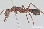 Myrmecia gulosa casent0103310 profile 1.jpg