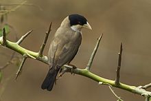 Black-capped Social-Weaver - Samburu - Kenya S4E5139 (22836895922).jpg