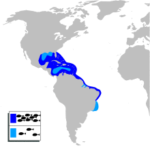 Centropomus undecimalis mapa.svg
