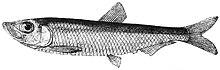 Clupeonella abrau.jpg