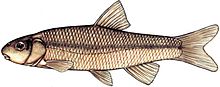 Cutlipsminnow.jpg