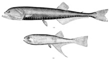 Cyclothone elongata and Bonaparte pedaliota.png