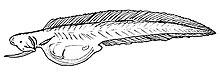 Monognathus jesperseni 2.jpg