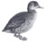 Heteronetta atricapilla by John Charles Phillips (1876-1938) flipped.PNG