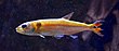 Acestrorhynchus falcatus Aquarium tropical du Palais de la Porte Dorée 10 04 2016.jpg