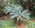 Encephalartos laevifolius, habitus, Pretoria NBT, a.jpg