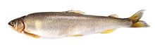 Sweetfish, Plecoglossus altivelis.jpg
