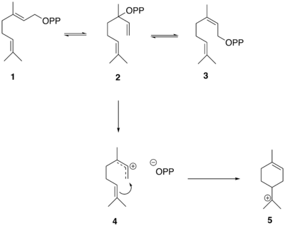 The conversion of GPP to alpha-terpinyl cation.