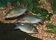 Fish at Louisville Zoo 025.jpg