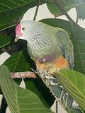 Stavenn Ptilinopus roseicapilla 01.jpg
