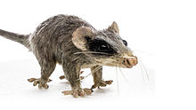 Alphadon sp. - MUSE.jpg