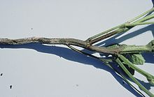 Symptoms of Phytophthora megasperma on soybean