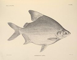 Citharinus latus n90 w1150.jpg