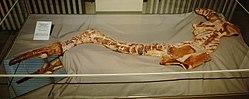 Manemergus anguirostris 5445.jpg
