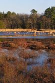 Double Trouble cranberry bog.jpg