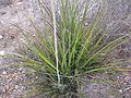 Hesperaloe (Agavaceae) Hesperaloe campanulata fh 0642 MEX Anfang April in Nordmexiko A.jpg