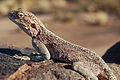 Lizard, Southern Namibia.jpg