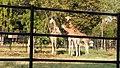 Sri Chamarajendra Zoological Gardens (Mysore Zoo), Image (37), Mysore, Karnataka, India.jpg