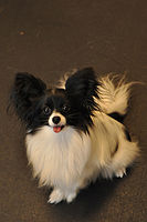 A Papillon.jpg