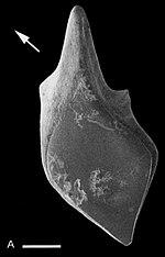 Lepidotes sp. - Tendaguru Formation, Tanzania.jpg