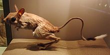 Jaculus orientalis Stuffed specimen 2.jpg