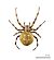 Araneus quadratus MHNT.jpg