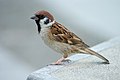Tree Sparrow Japan Flip.jpg