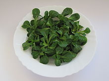Ackersalat02.jpg