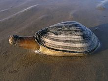 Ecomare - strandgaper (4792-mya-strandgaper-mok-ogb).jpg