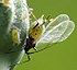 Macrosiphum rosae (alate i.e. winged form) on a rose bud.jpg