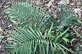 Ceratozamia sabatoi 0zz.jpg