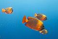 Clarion angelfish (Holacanthus clarionensis) (19185438555).jpg