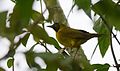 Olive-crowned Yellowthroat (24488815273).jpg