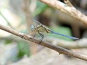 Tri-coloured Marsh Hawk Orthetrum luzonicum Male by kadavoor.JPG